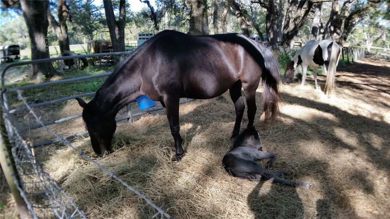 18635 Phillips Road, Brooksville, FL 34604 Photo