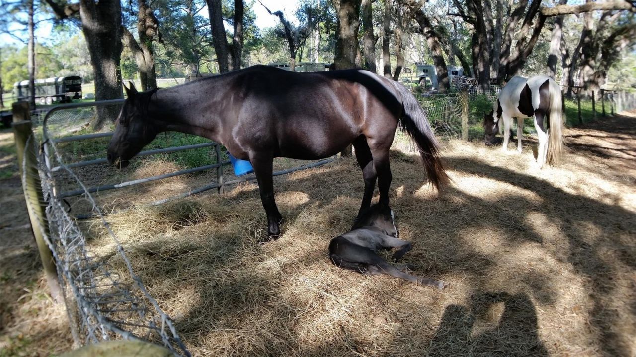 18635 Phillips Road, Brooksville, FL 34604 Photo