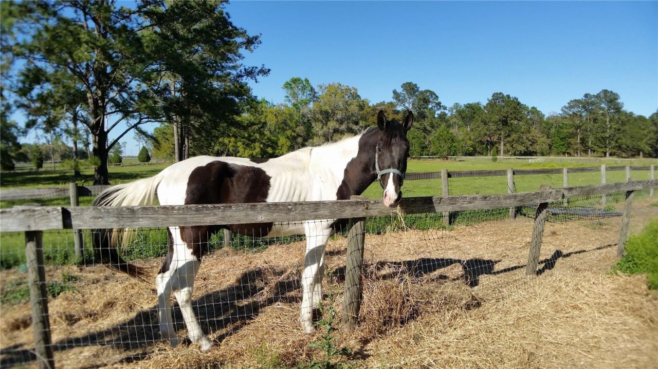 18635 Phillips Road, Brooksville, FL 34604 Photo