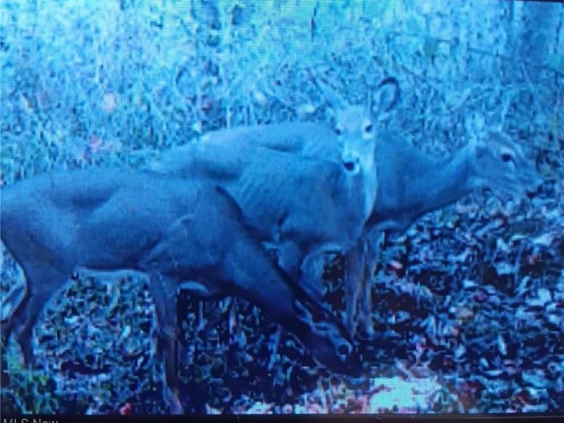 49100 Township Road 198, Clarington, OH 43915 Photo 10