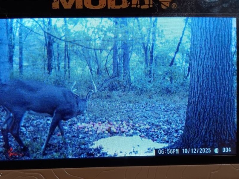 49100 Township Road 198, Clarington, OH 43915 Photo 11