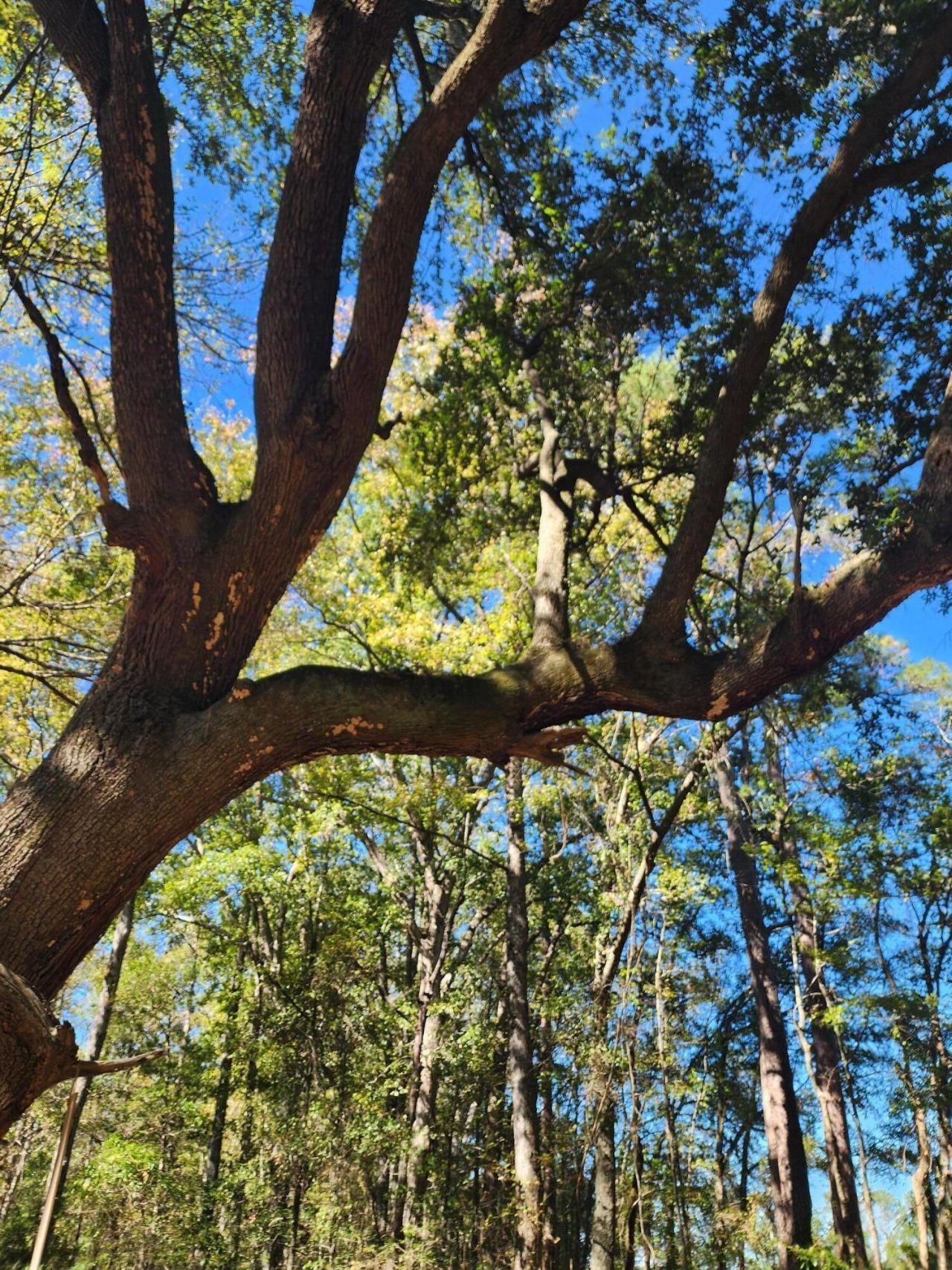 00 Givhans Ferry Road Photo 16