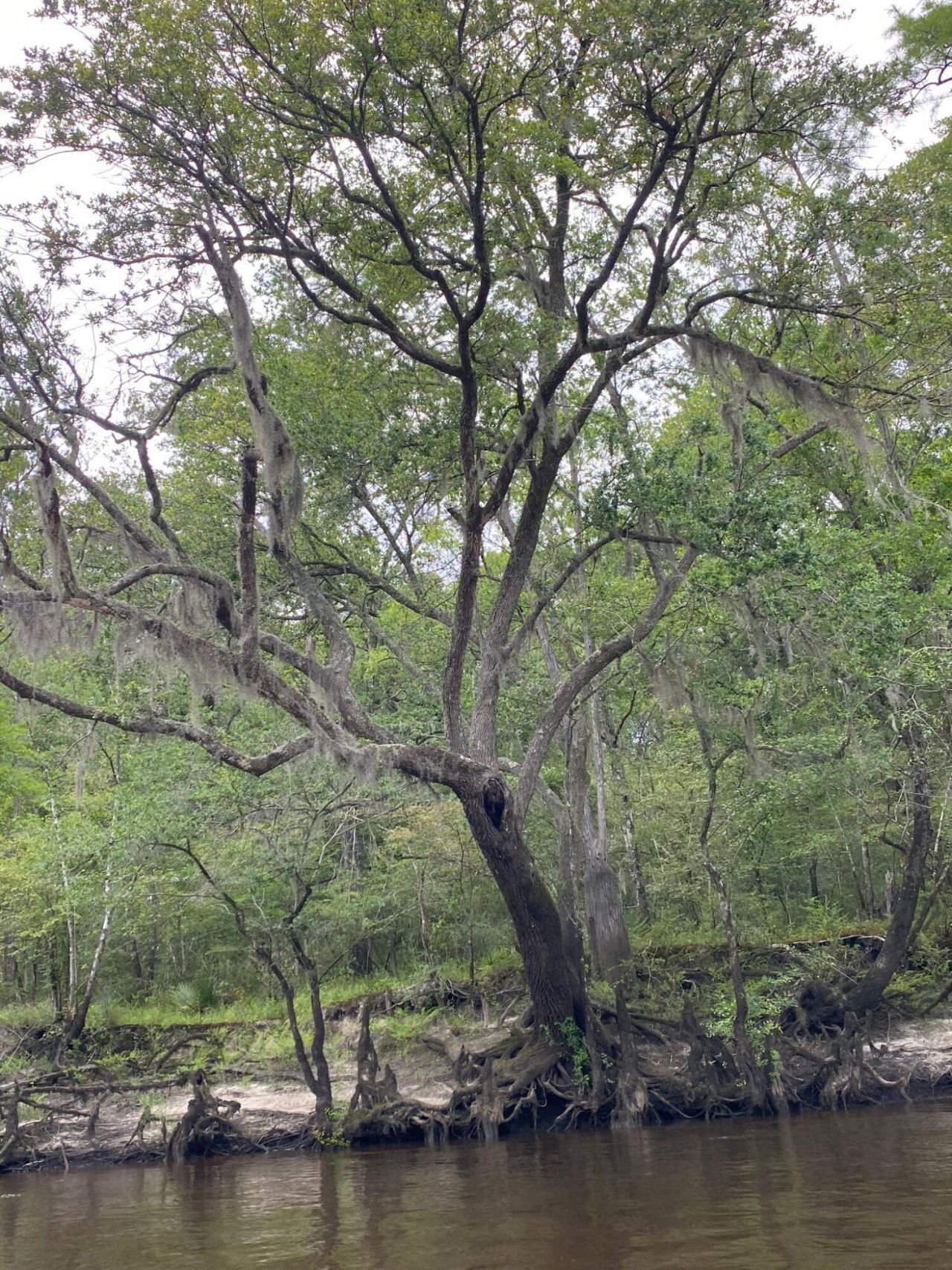 00 Givhans Ferry Road Photo 30