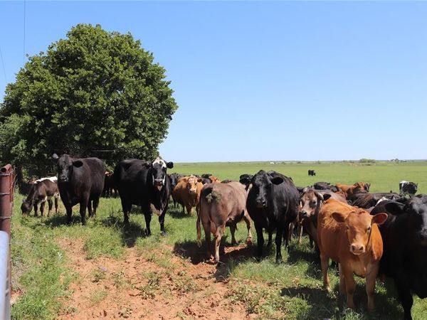 80 Acres South Deer Creek Rd, Henrietta, TX 76365
