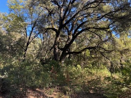 16272 Highway 26, Glencoe, CA 95232 Photo