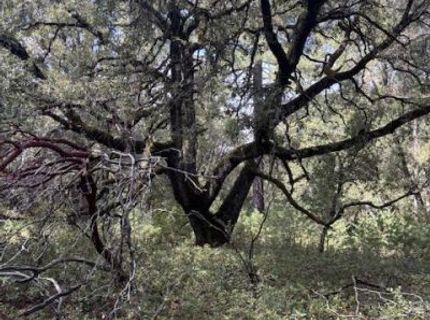 16272 Highway 26, Glencoe, CA 95232 Photo