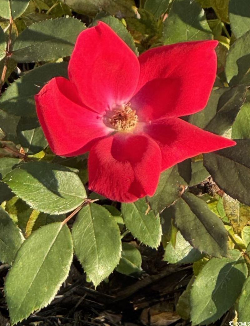 163 Six Mile Creek Dr. Photo 20