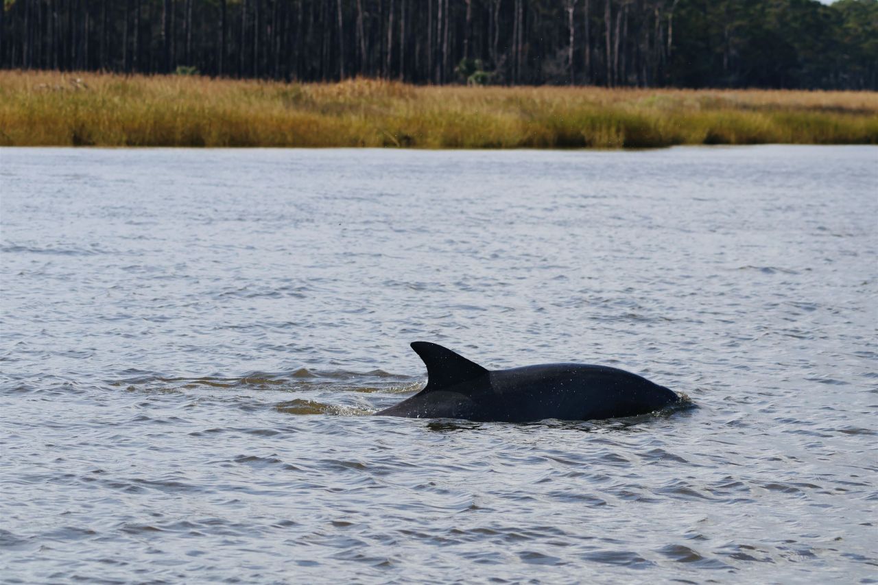 163 Six Mile Creek Dr. Photo 46