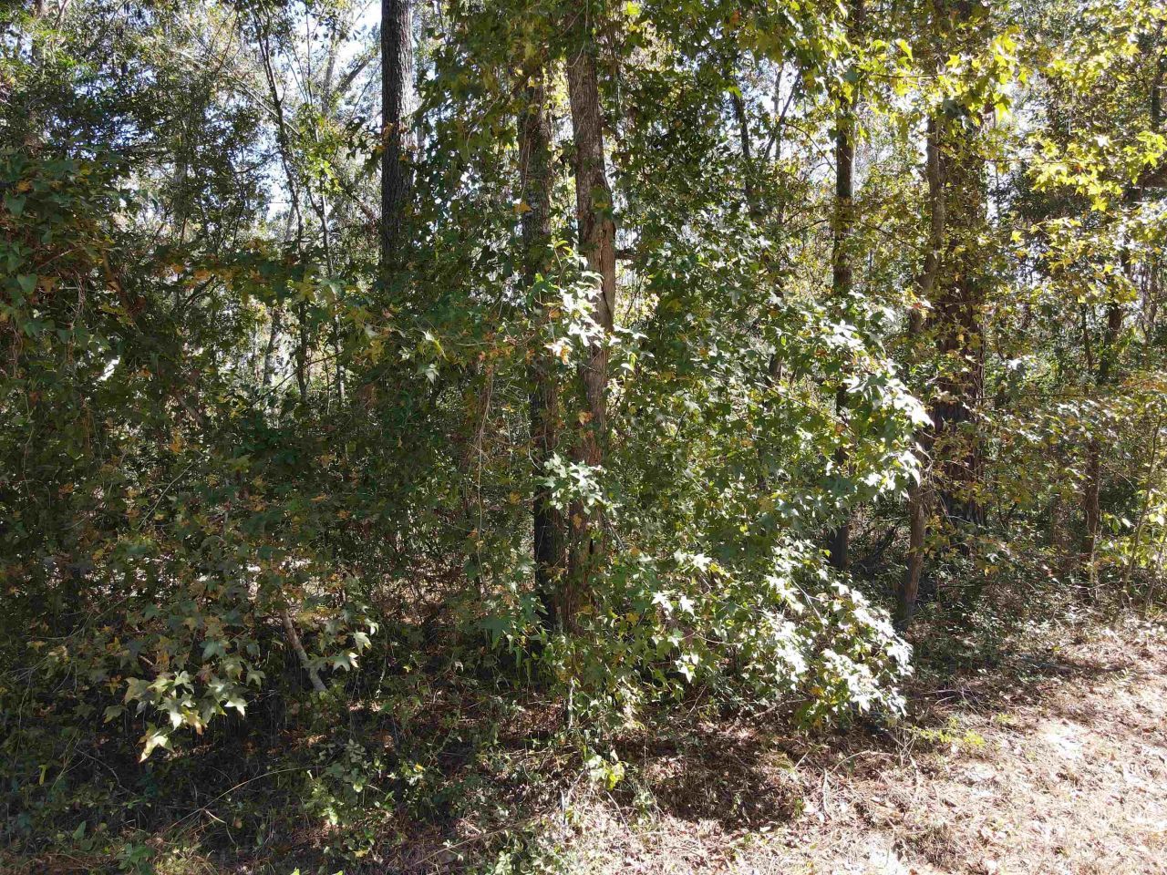 0 NW 22nd Terrace, Jasper, FL 32052 Photo