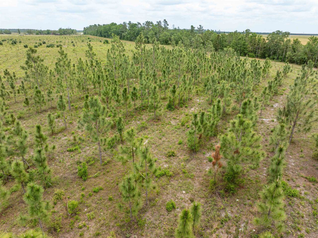 6676 SE Cr 255 , Lee, FL 32059 Photo