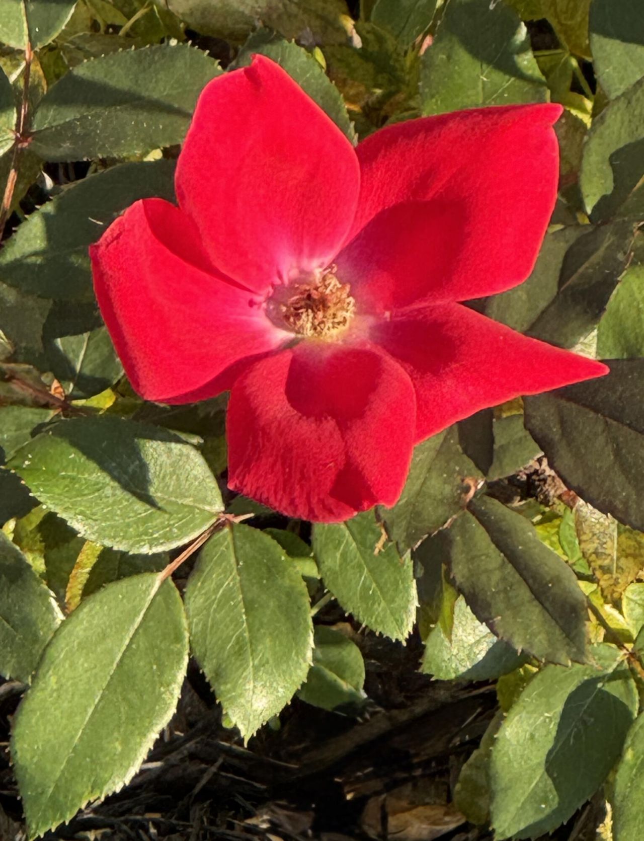 163 Six Mile Creek Dr. Photo 23