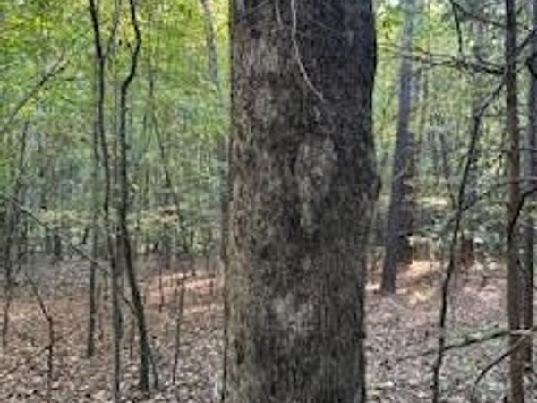 Tract 4 Hwy 9w, Oxford, MS 38655