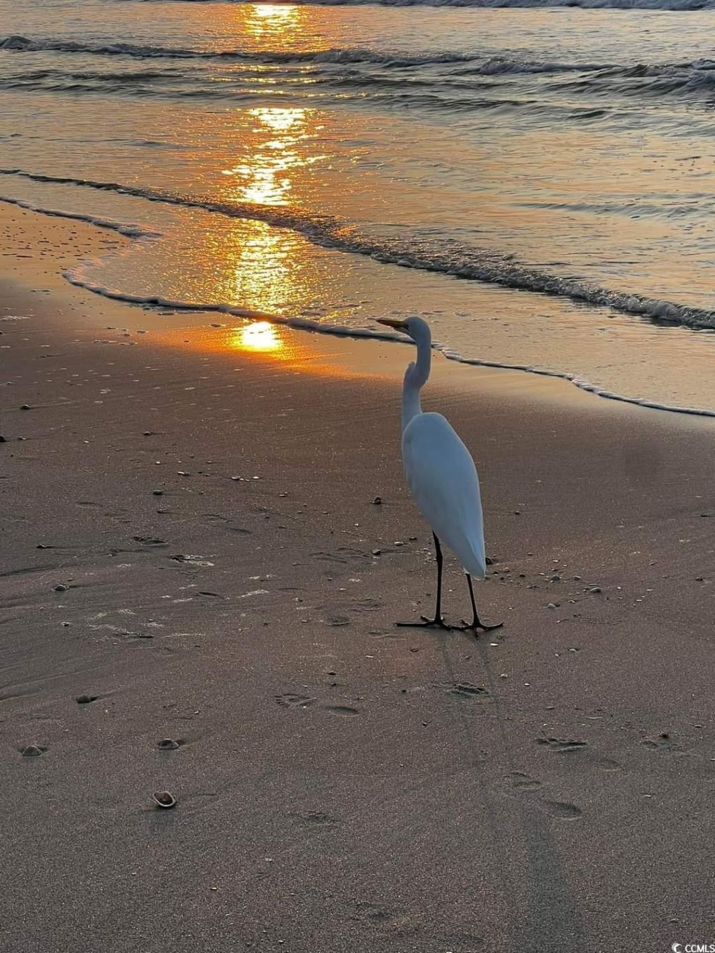 301 N Waccamaw Dr. Photo 28