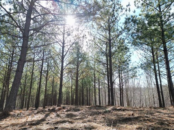 5608 Old Hohenwald rd, Linden, TN 37096