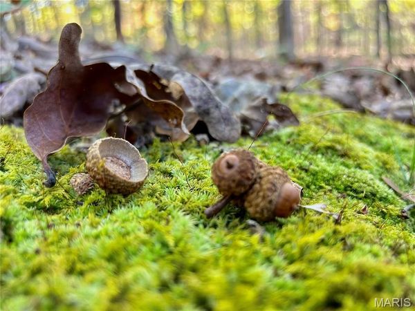 TBD Tract 7 County Road 4210, Salem, MO 65560