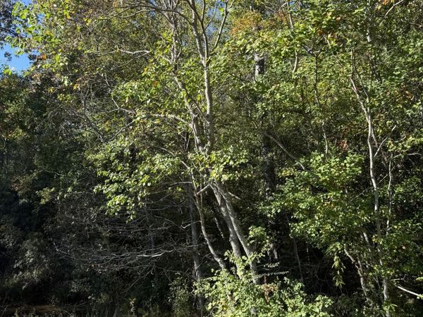 Lot 37 Forrest Hills Dr., Hattiesburg, MS 39402