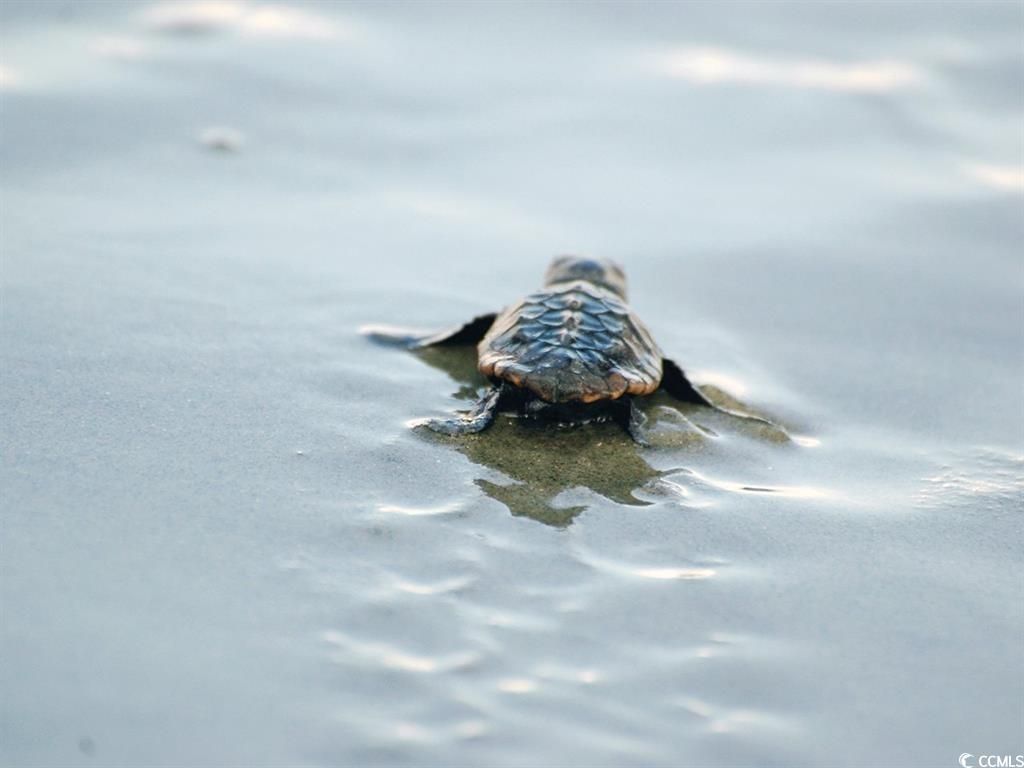 220 Lumbee Circle Photo 30