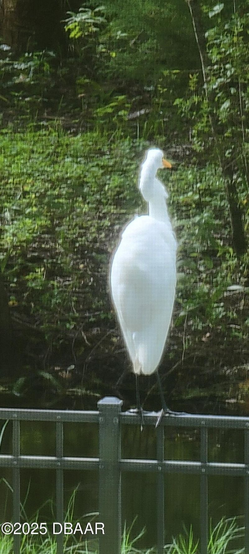 3773 Fiano Drive, Port Orange, FL 32129 Photo