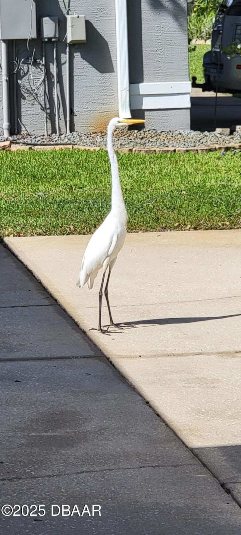 3773 Fiano Drive, Port Orange, FL 32129 Photo