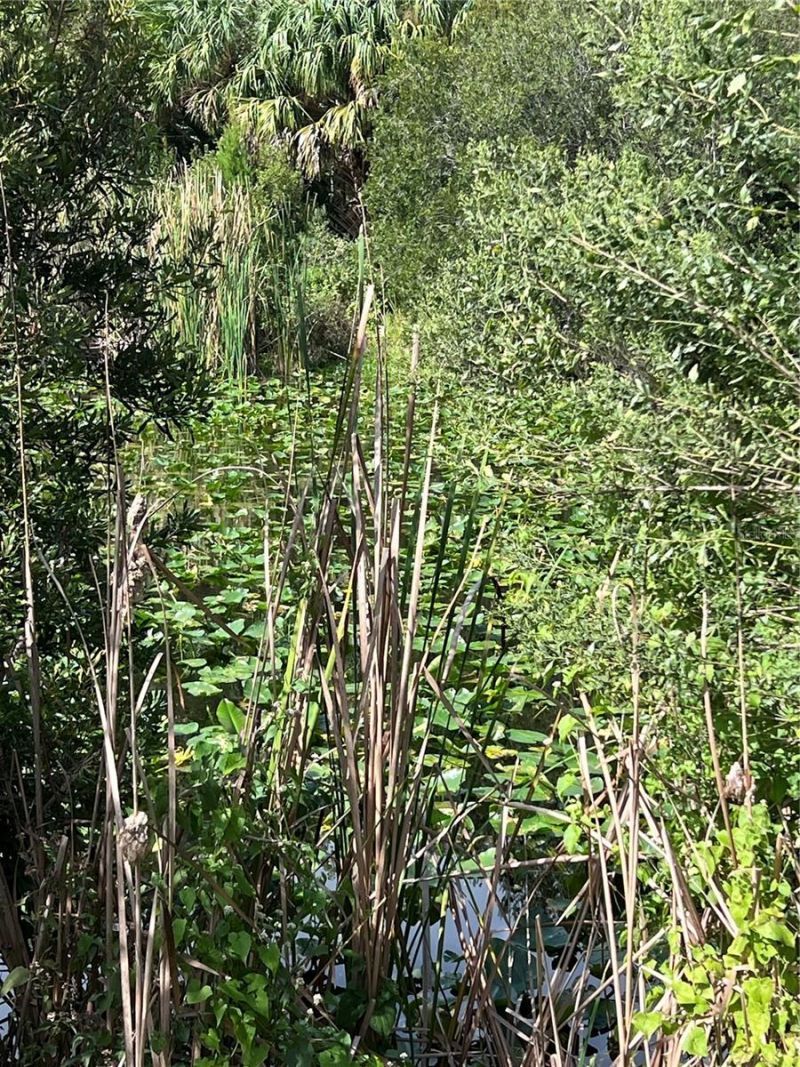 Nfs 73 / Alco Road, Astor, FL 32102 Photo