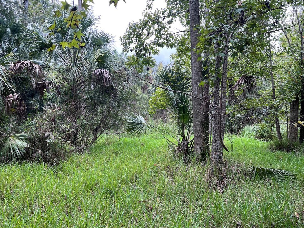 Nfs 73 / Alco Road, Astor, FL 32102 Photo