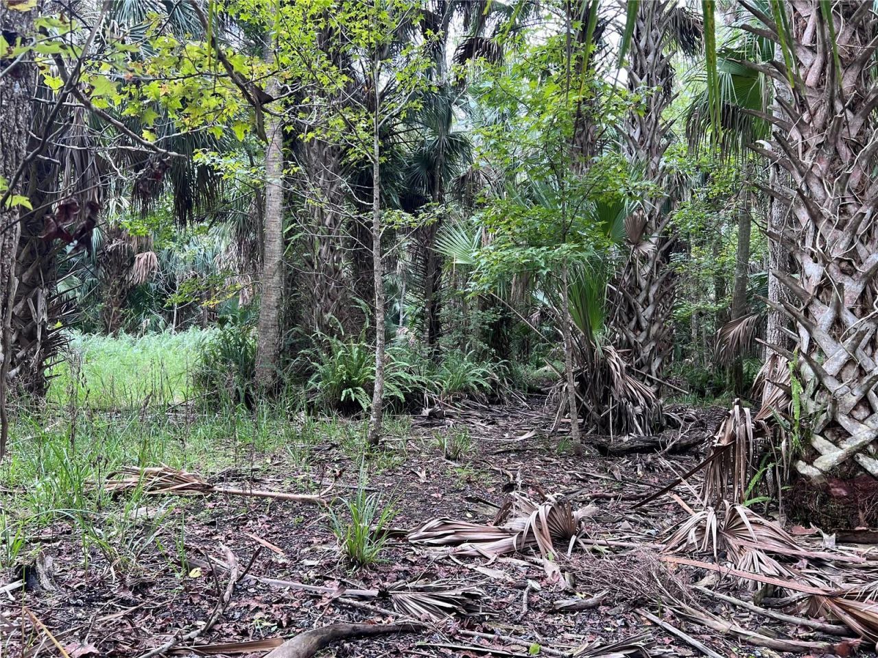 Nfs 73 / Alco Road, Astor, FL 32102 Photo