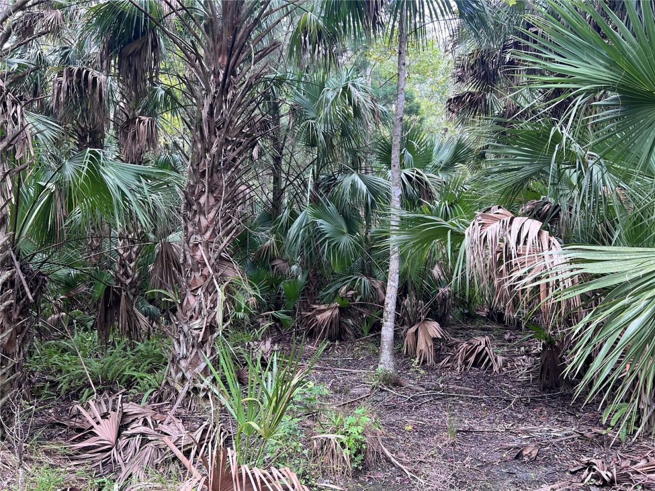 Nfs 73 / Alco Road, Astor, FL 32102 Photo