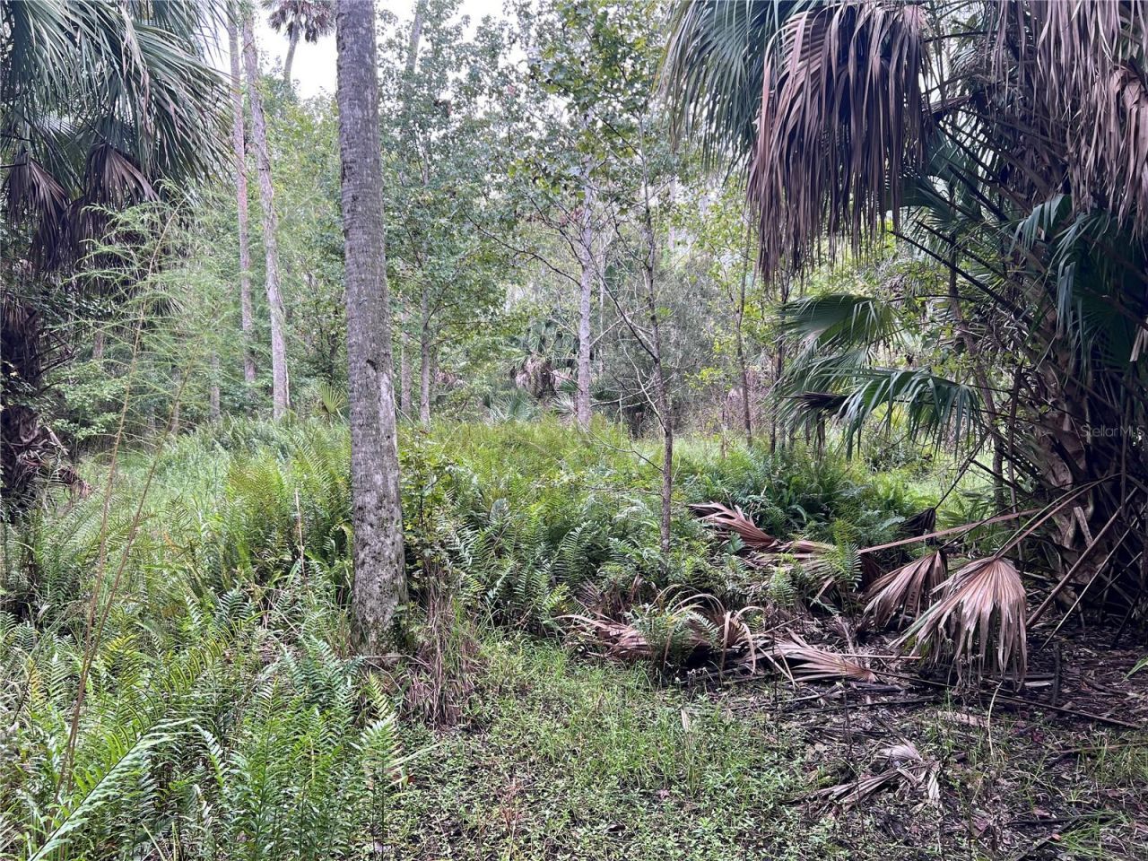 Nfs 73 / Alco Road, Astor, FL 32102 Photo