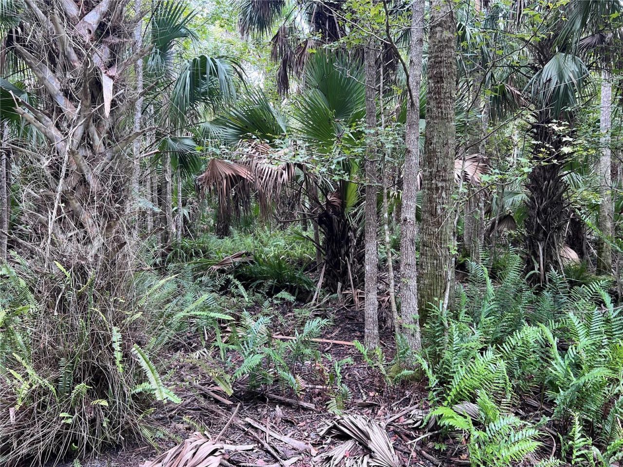 Nfs 73 / Alco Road, Astor, FL 32102 Photo