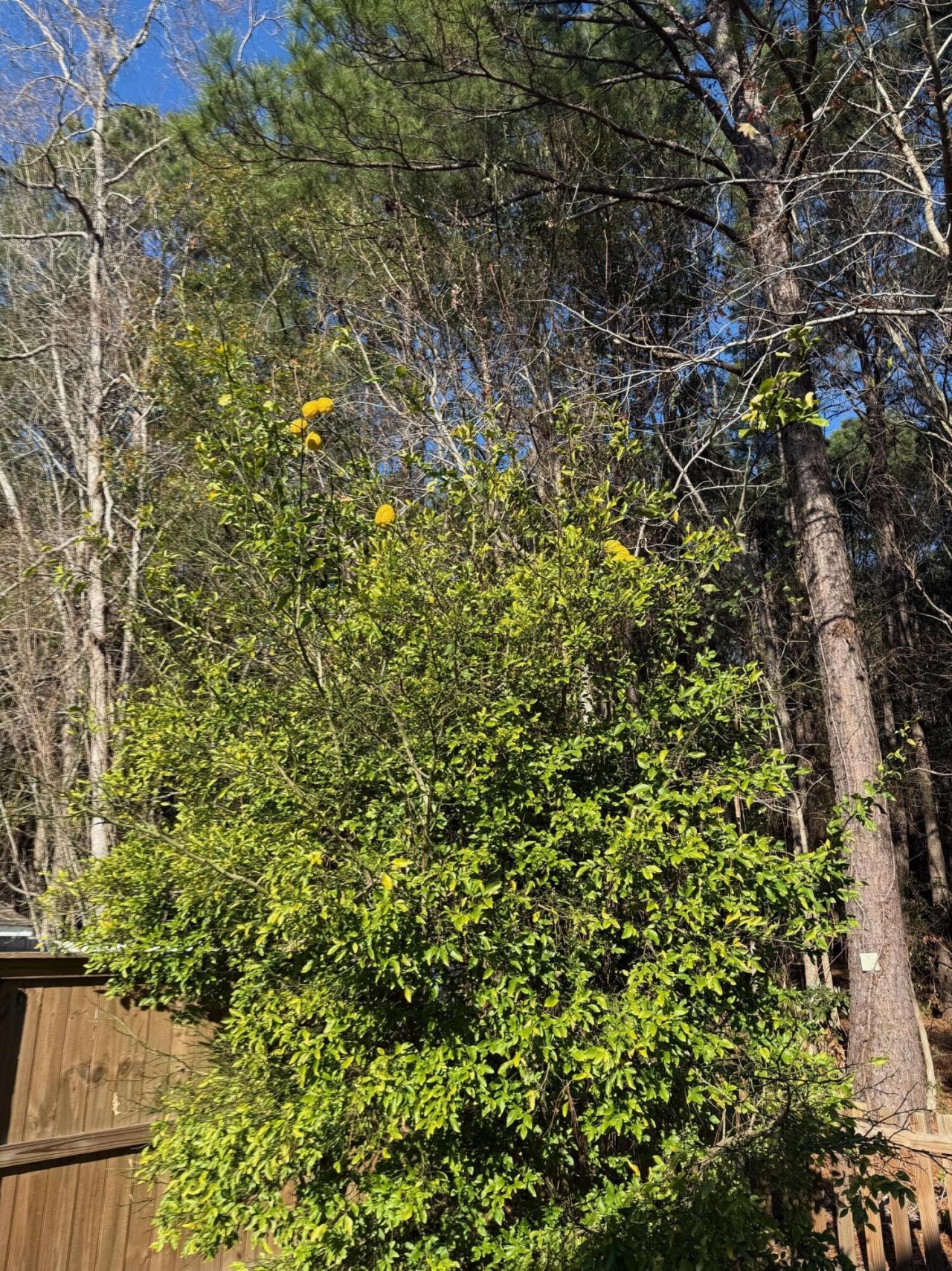 1156 Marsh Harbour Lane Photo 31