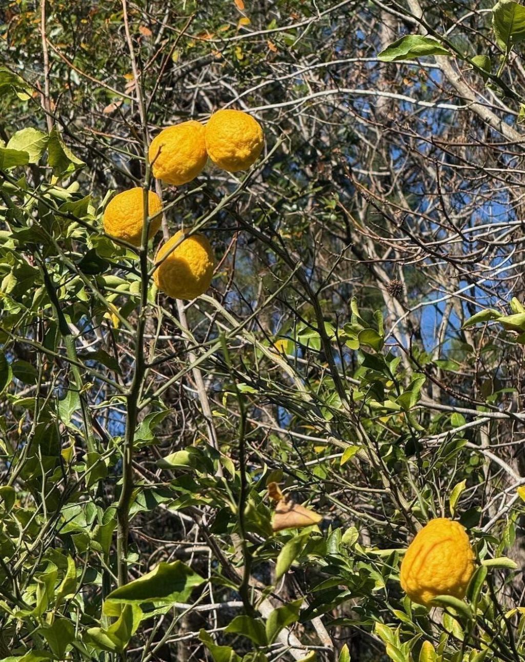 1156 Marsh Harbour Lane Photo 32