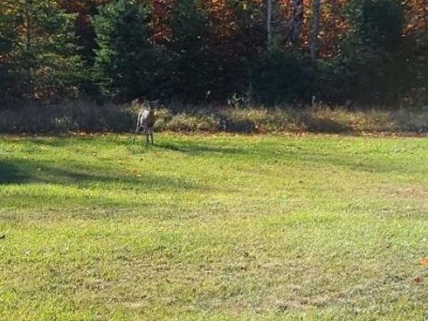 14 Airport DR, Bois Blanc, MI 49775