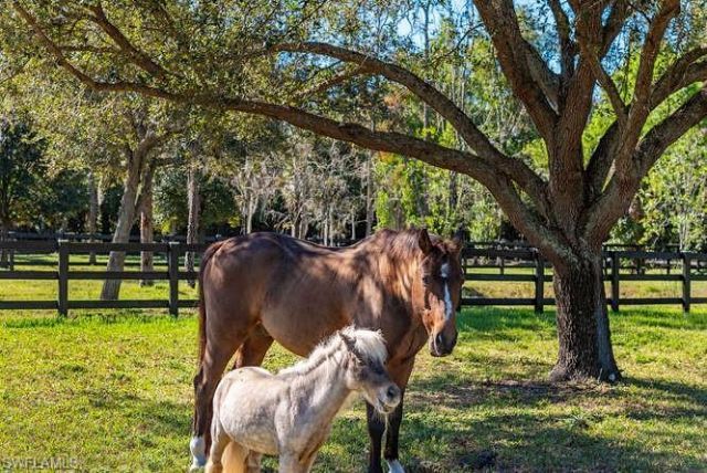 6920 Daniels Rd, Naples, FL 34109 Photo