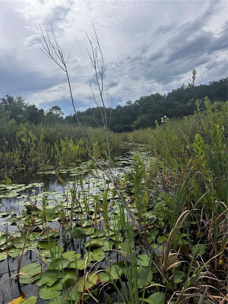 15080 NE 242nd Avenue, Salt Springs, FL 32134 Photo