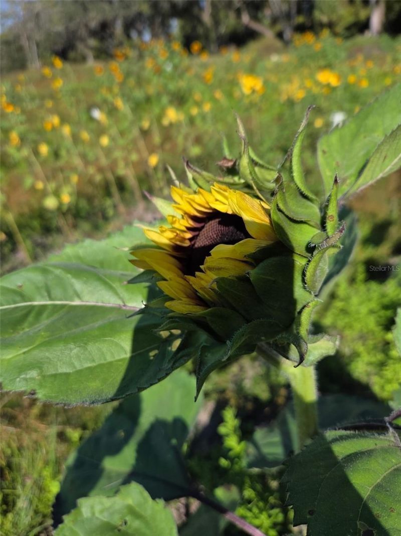 3623 Cr 526, Sumterville, FL 33585 Photo