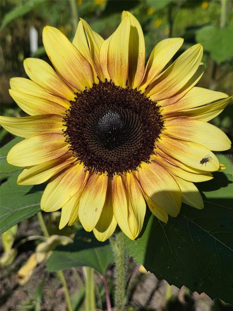 3623 Cr 526, Sumterville, FL 33585 Photo