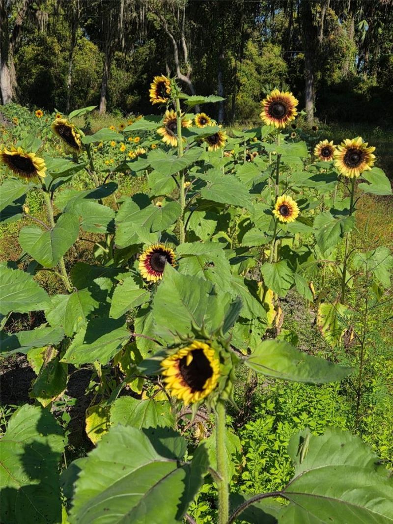 3623 Cr 526, Sumterville, FL 33585 Photo