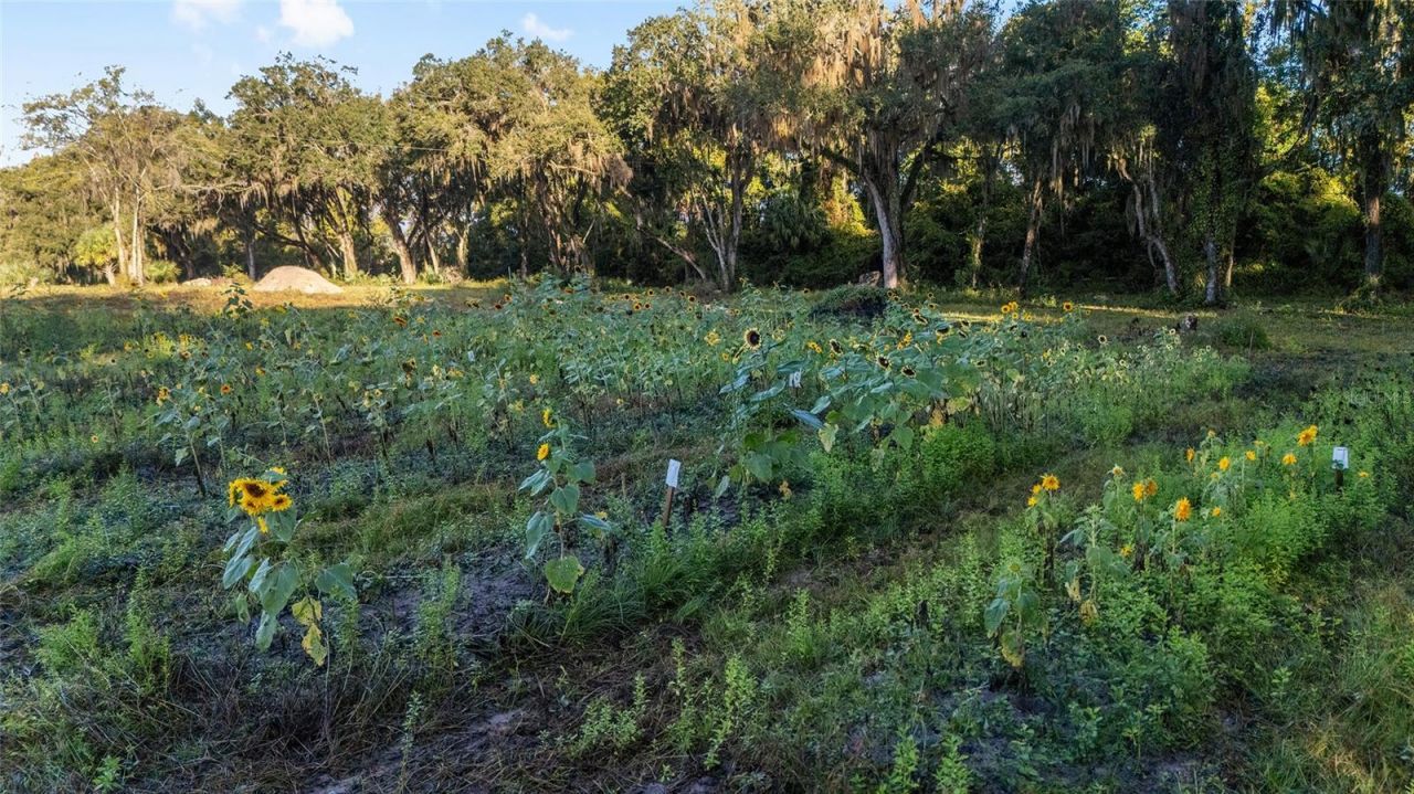 3623 Cr 526, Sumterville, FL 33585 Photo