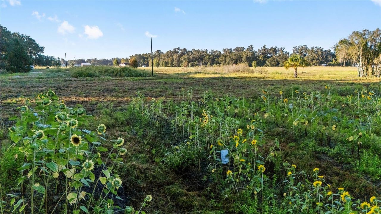 3623 Cr 526, Sumterville, FL 33585 Photo