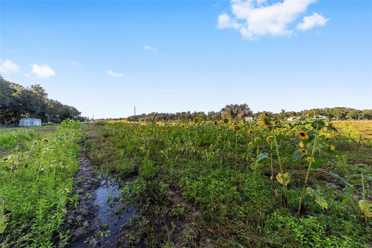 3623 Cr 526, Sumterville, FL 33585 Photo