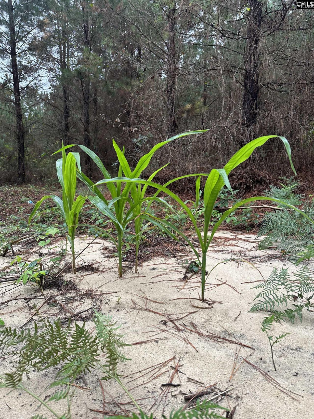 0 Kelly Day Road Photo 20