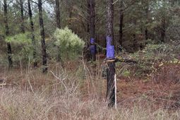 0 Kelly Day Road photo 4