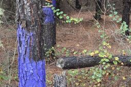 0 Kelly Day Road photo 4