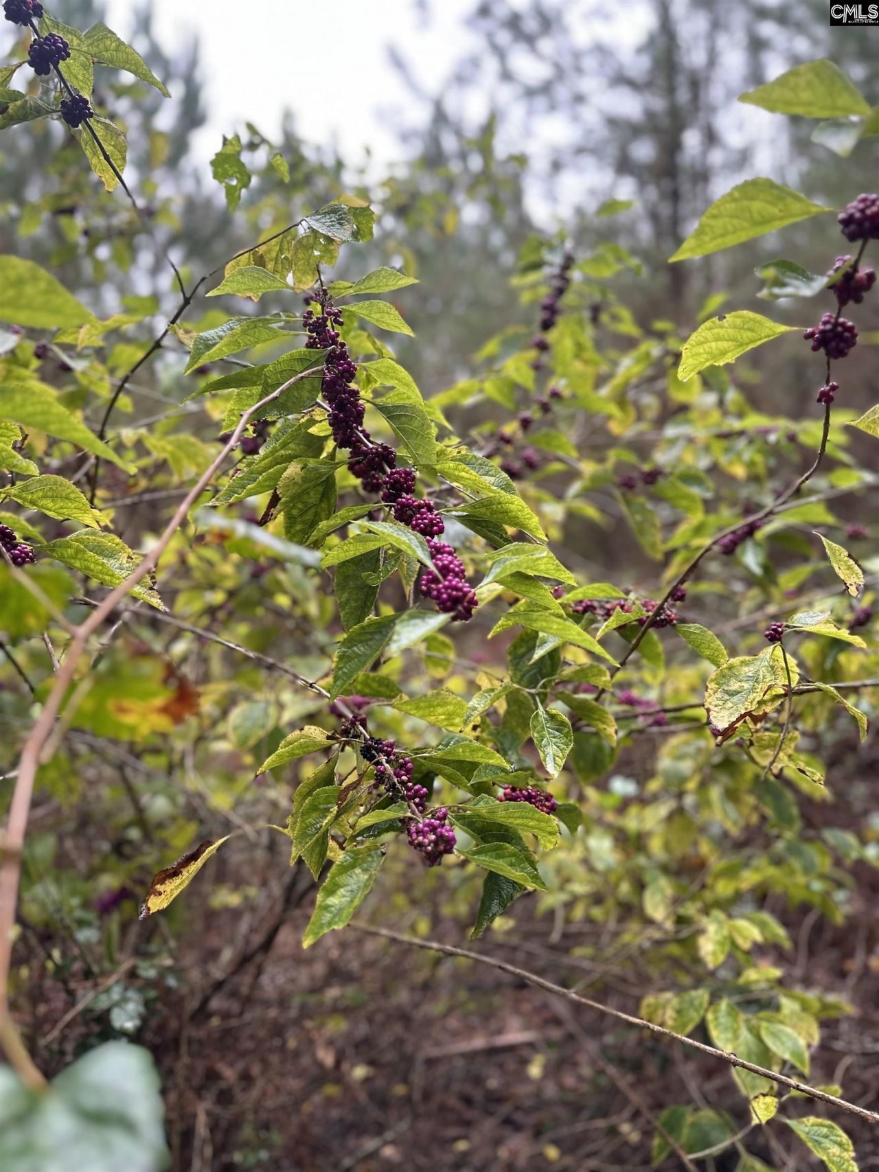 0 Kelly Day Road Photo 8