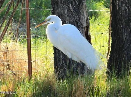 1155 S Us Highway 395, Gardnerville, NV 89410 Photo