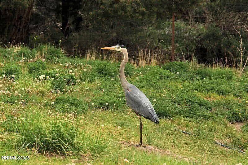 1155 S Us Highway 395, Gardnerville, NV 89410 Photo