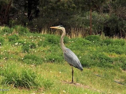 1155 S Us Highway 395, Gardnerville, NV 89410 Photo