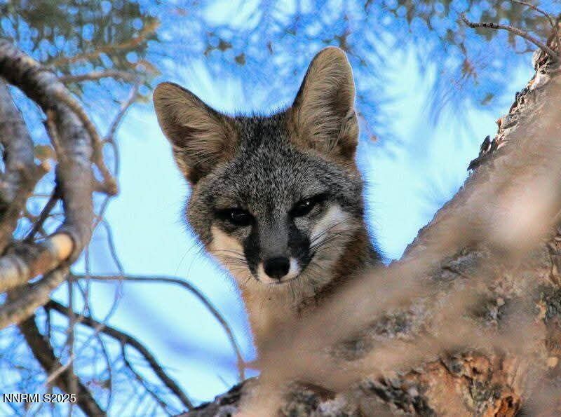 1155 S Us Highway 395, Gardnerville, NV 89410 Photo