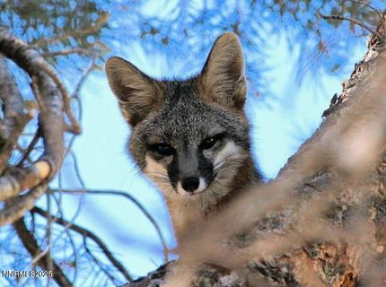 1155 S Us Highway 395, Gardnerville, NV 89410 Photo