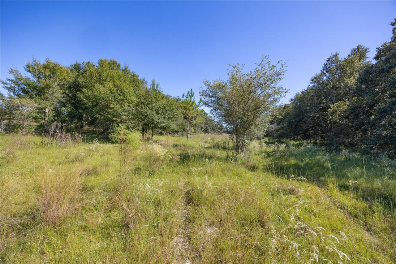 Tbd Cr 673, Webster, FL 33597 Photo